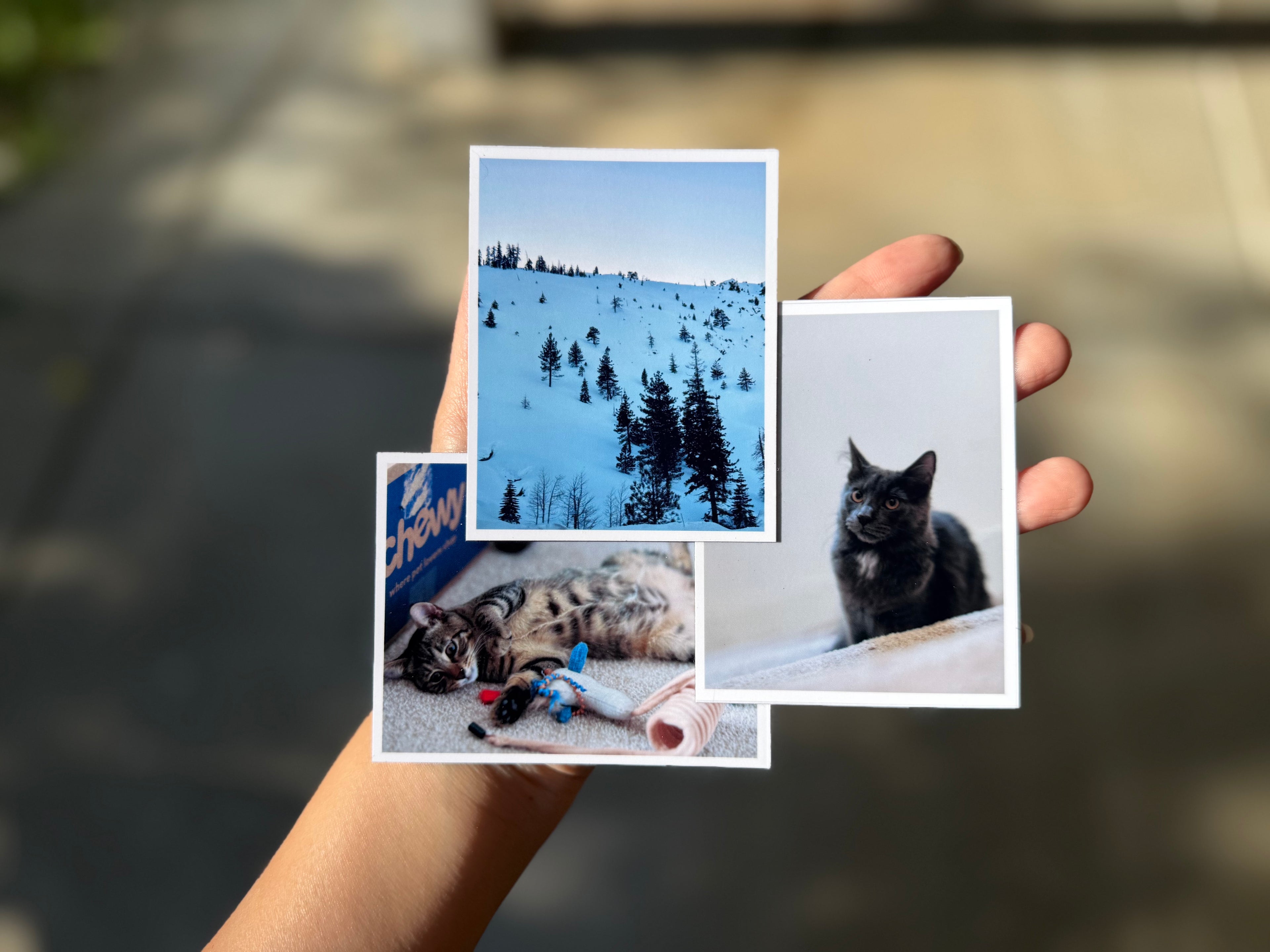 Custom Photo Magnets | 12-Piece Personalized Magnet Set